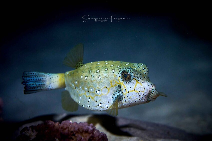 Moorea: Night Snorkelling Experience