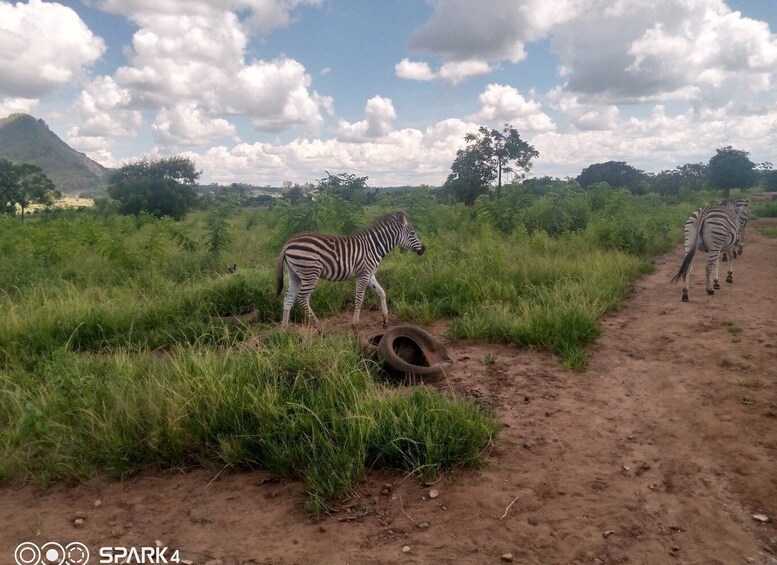 Malawi wildlife safari Tour