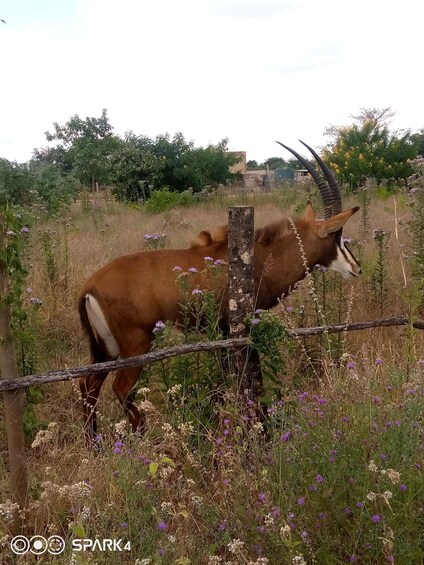 Picture 4 for Activity Malawi wildlife safari Tour