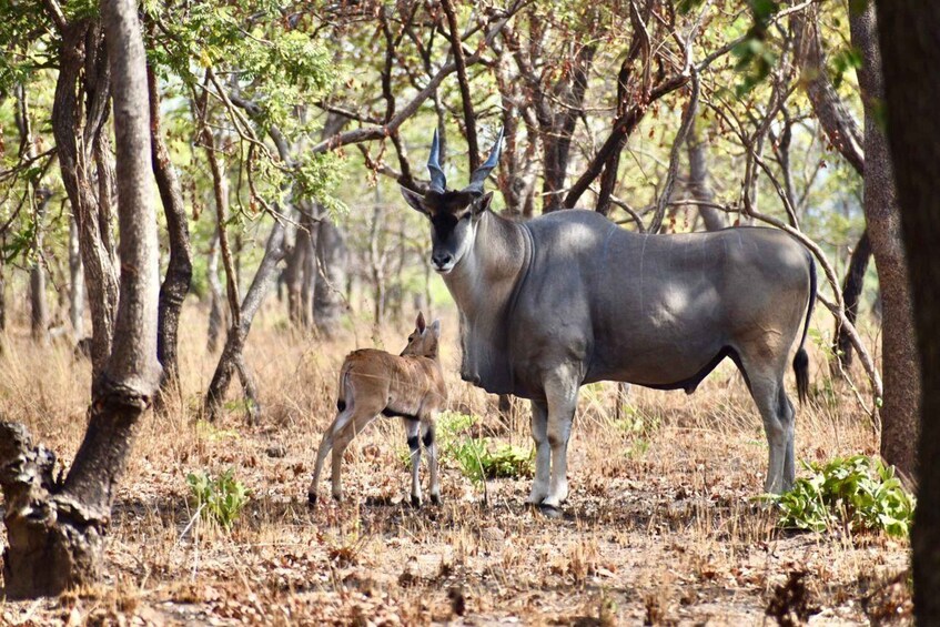 Picture 10 for Activity Malawi wildlife safari Tour