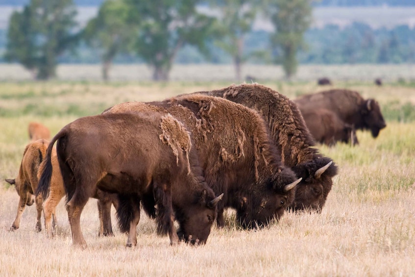 Picture 8 for Activity From Jackson Hole: Half-Day Grand Teton Wildlife Tour