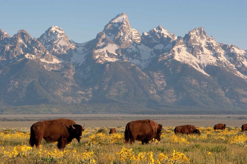 Picture 7 for Activity From Jackson Hole: Half-Day Grand Teton Wildlife Tour