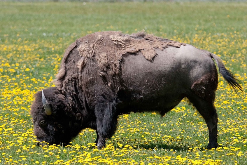 Picture 10 for Activity From Jackson Hole: Half-Day Grand Teton Wildlife Tour