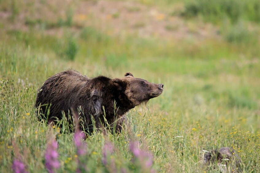 Picture 5 for Activity From Jackson Hole: Half-Day Grand Teton Wildlife Tour