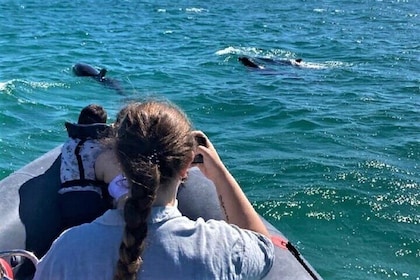 Dolphin watching in Setúbal