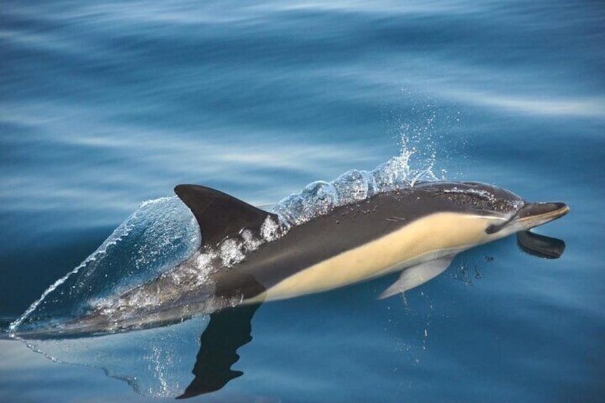 common dolphin