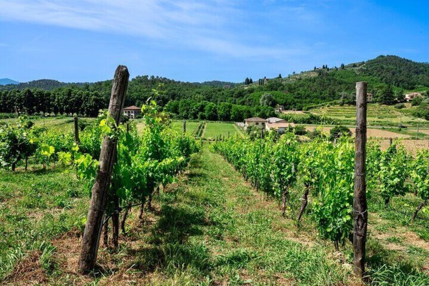 Valle del Sole Private Tour and Tasting of our 6 Wines
