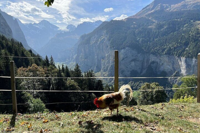 Visit a cute Alpine Farm full of animals in Wengen