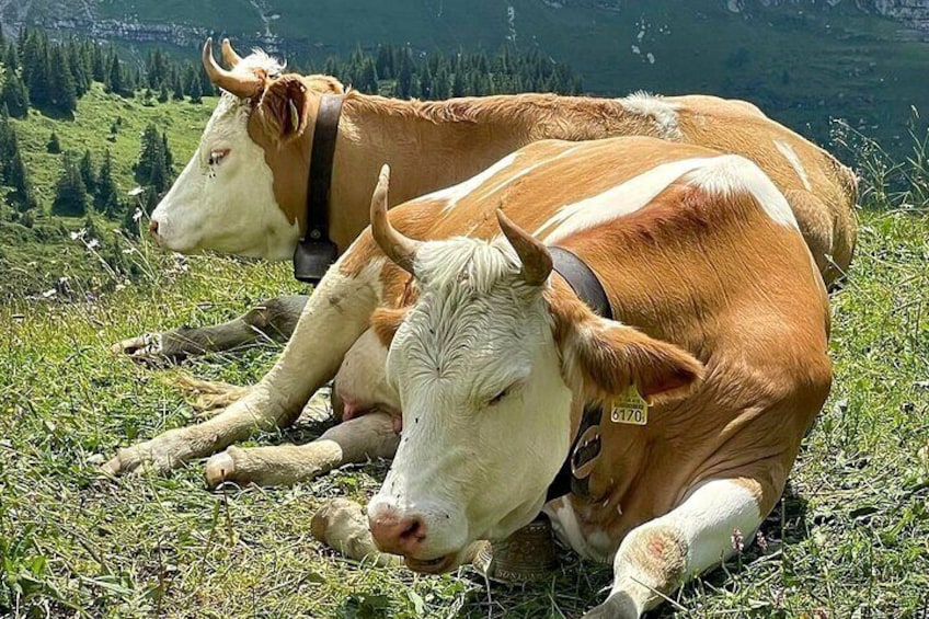 Visit a cute Alpine Farm full of animals in Wengen