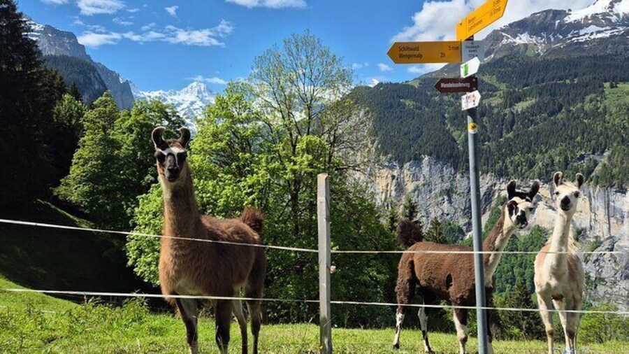 Easy countryside tour in Swiss Alps - kids friendly