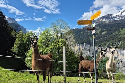 Easy countryside tour in Swiss Alps - kids friendly