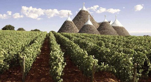 Wine tasting experience in the Apulian countryside!