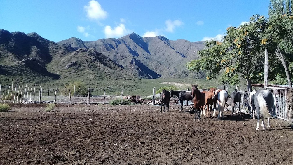 Full Day Horseback Riding in the Andes Mountains from Mendoza