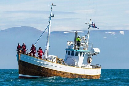 Húsavík Whale Watching Tour, family owned and operated