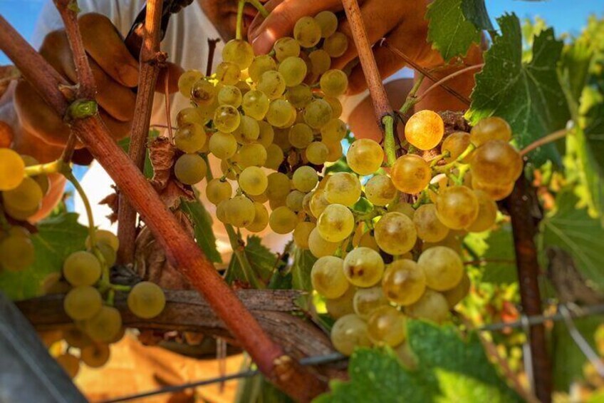 Valle del Sole Tasting of 3 wines and EVO oil