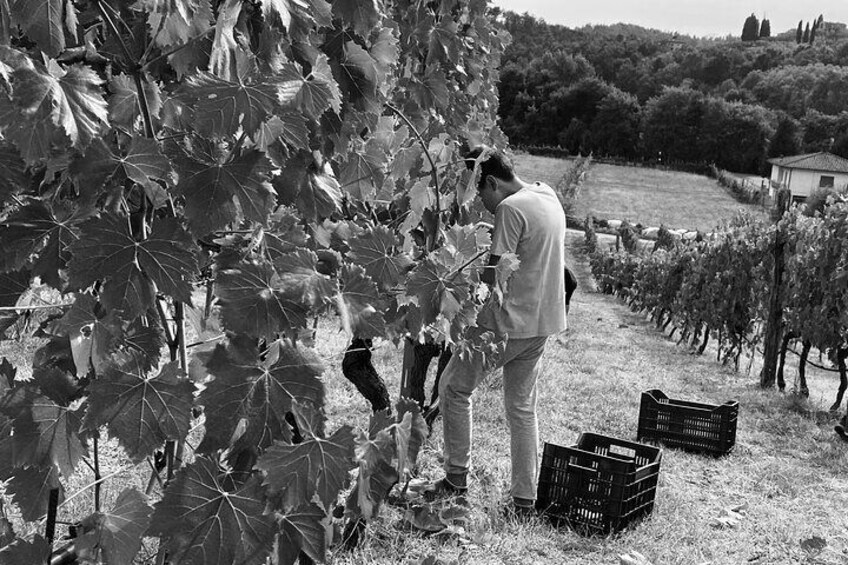 Valle del Sole Tasting of 3 wines and EVO oil