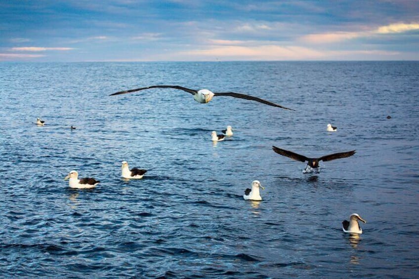 A short way out to sea and we come across other species of albatross and seabirds. Pictured are white-capped & bullers albatross and a giant petrel.