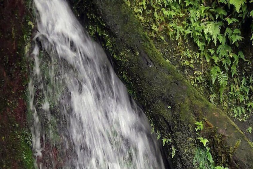 Basseterre Rainforest Hike