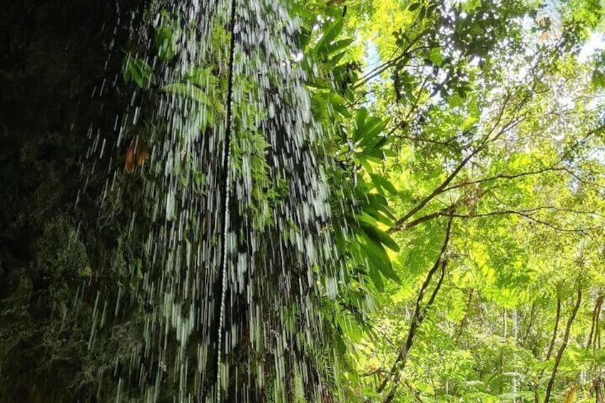 Basseterre Rainforest Hike