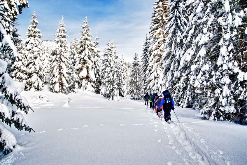 Picture 4 for Activity From Sirkka: Levi Summit Guided Nature Snowshoeing Tour