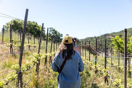 Malibú: Caminata guiada por viñedos con paradas fotográficas y vino