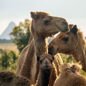 Sunshine Coast : Visite guidée des chameaux, du gin et de la bière