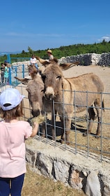 Šmrika (near Rijeka/Krk/Crikvenica) Donkey Farm Entry Ticket