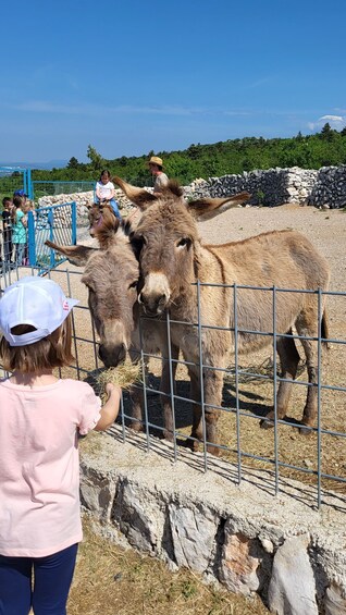 Šmrika (near Rijeka/Krk/Crikvenica) Donkey Farm Entry Ticket