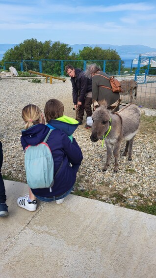 Picture 9 for Activity Šmrika (near Rijeka/Krk/Crikvenica) Donkey Farm Entry Ticket