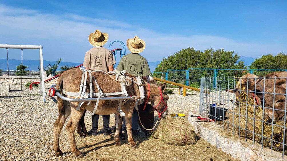 Picture 1 for Activity Šmrika (near Rijeka/Krk/Crikvenica) Donkey Farm Entry Ticket