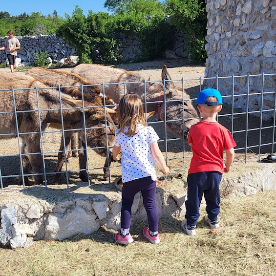 Picture 2 for Activity Šmrika (near Rijeka/Krk/Crikvenica) Donkey Farm Entry Ticket