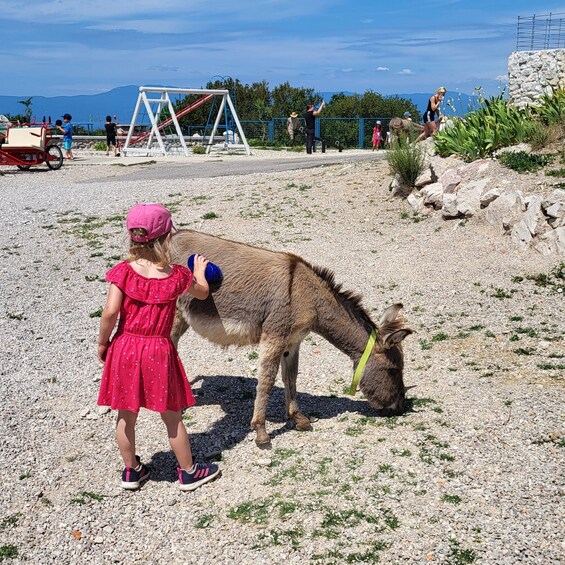 Picture 4 for Activity Šmrika (near Rijeka/Krk/Crikvenica) Donkey Farm Entry Ticket