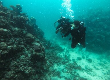 Jeddah: Red sea shore diving (Discovery)