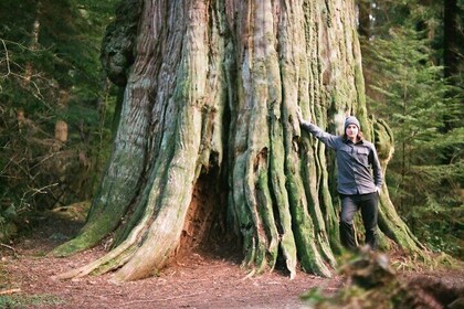 Ancient Trees of Vancouver Walking Tour