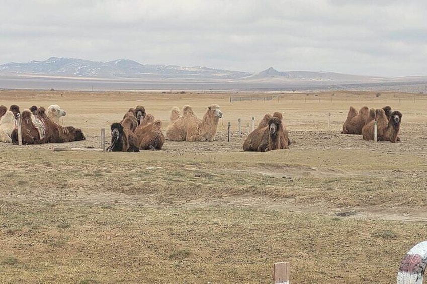 Full Day Private Jeep Tour to Elsen Tasarkhai, Semi-Gobi