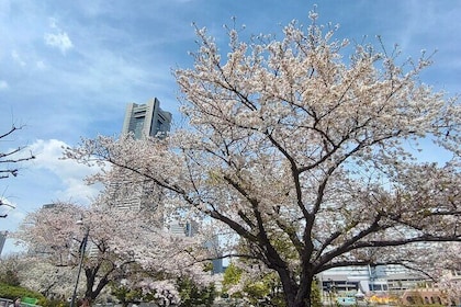 Yokohama Private Tour