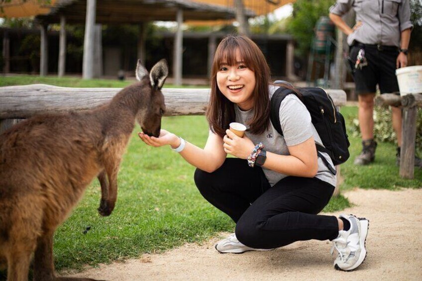 Free Kangaroo Feeding