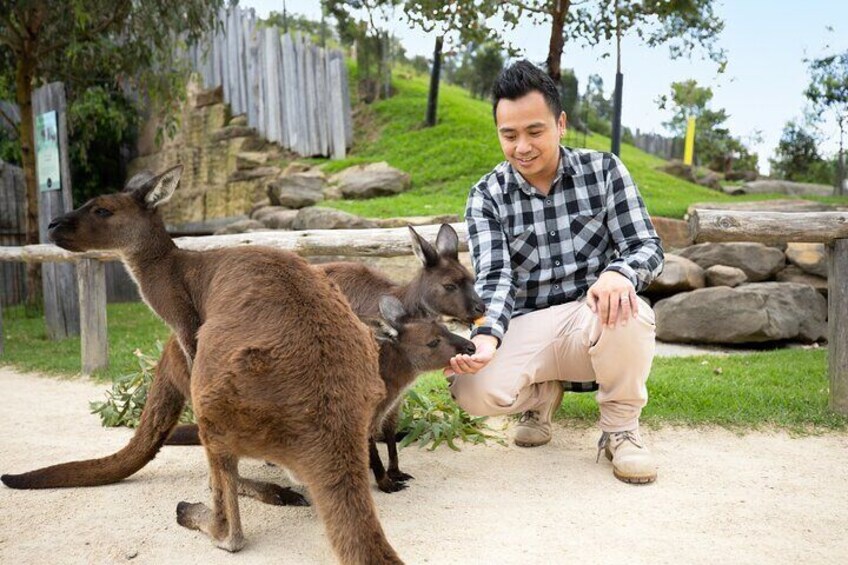 Feed the Roos at Sydney Zoo