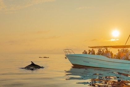 Dolphin watching by boat