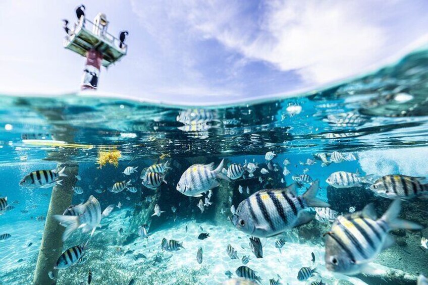 5 in 1 Snorkeling Boat Experience in Cancun