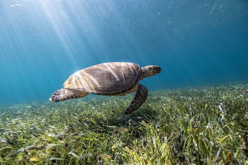 5 in 1 Snorkeling Boat Experience in Cancun