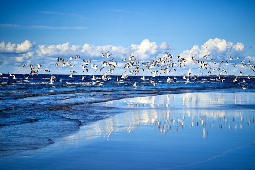 Birds and a sea