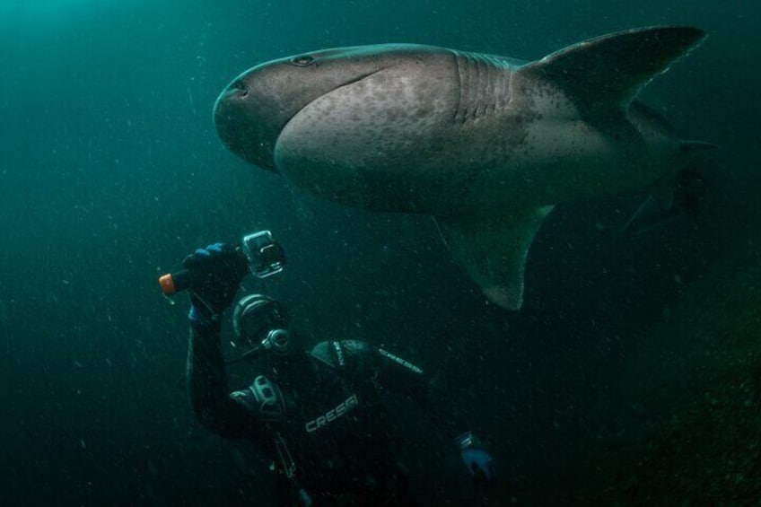 Shark Explorers