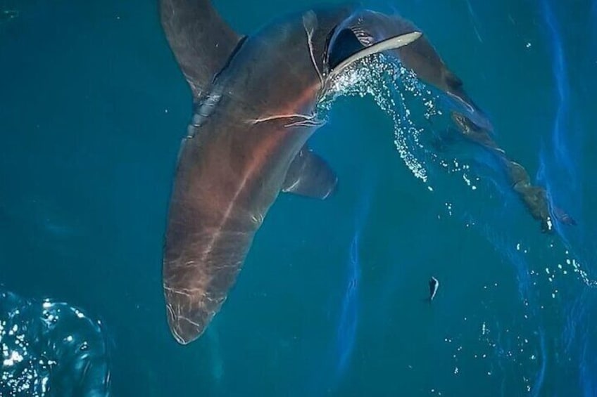 Shark Explorers