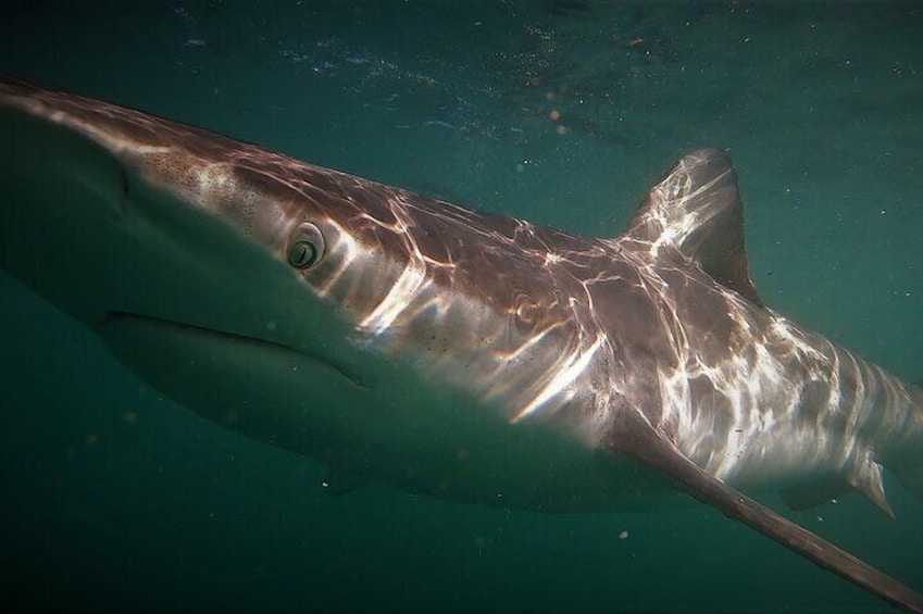 Shark Explorers