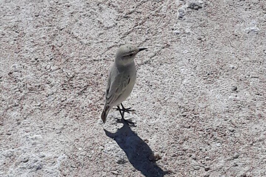 a lone Trac Trac Chat in the desert