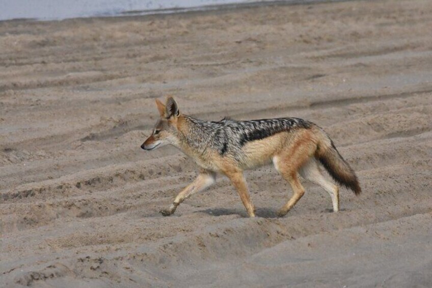 Hungry Jackal on the beach