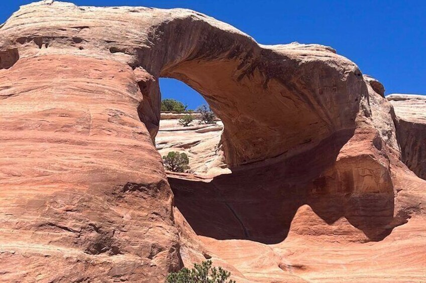 Cedar Arch