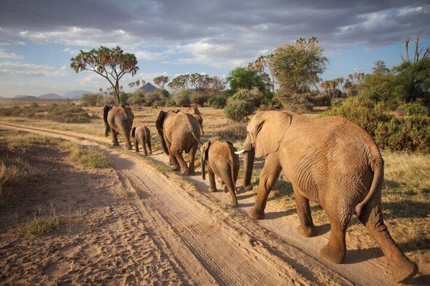 Day & Night Game Drive (2 Days, 1 Night) Tsavo East National Park