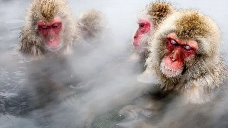 Snow monkeys!